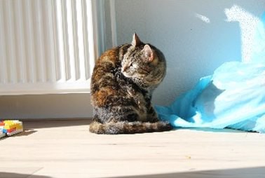 Vermist sinds 10 april: poes Dora